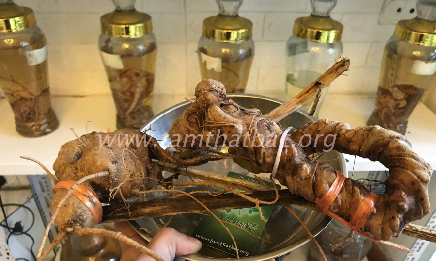 Tam Thất Rừng Những điều nên biết tam thất rừng ngâm rượu