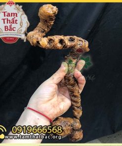 Củ tam thất rừng 500x500