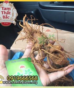 Trang chủ củ tam thất tươi 500x500