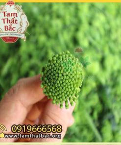 Trang chủ nụ tam thất non 500x500