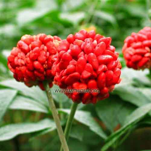 Trang chủ Hạt giống - Cây giống tam thất