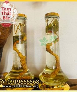 rượu ngâm tam thất rừng 500x500