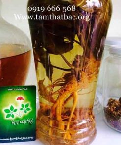 Rượu ngâm tam thất